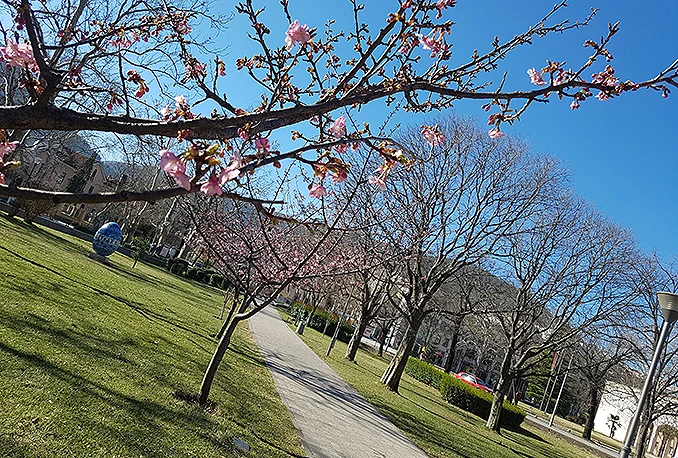 U Mostar je stiglo proljeće