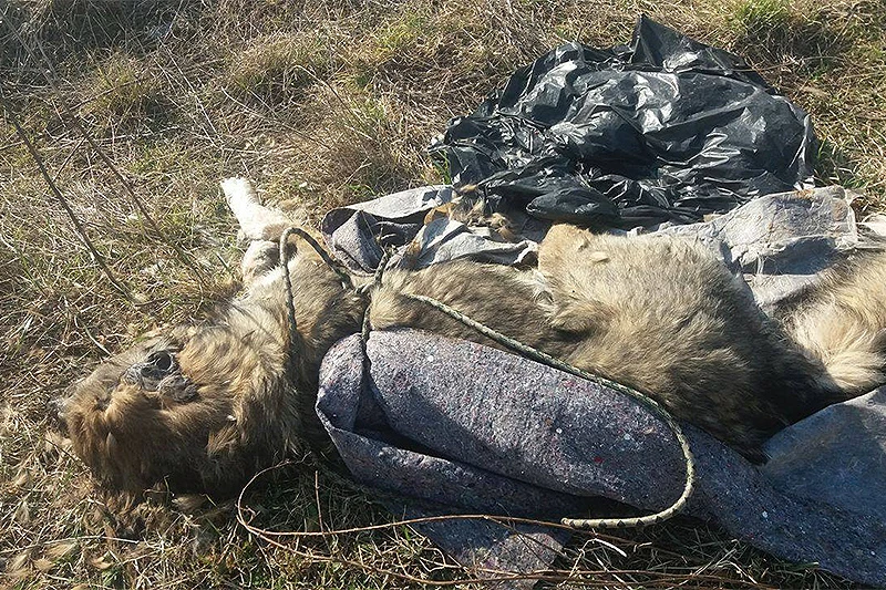 Monstrumi su svuda oko nas - Udavljen pas pronađen na Buni