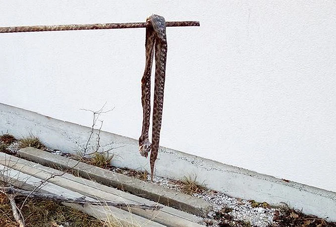 Stolac: Usred zime ubio poskoka