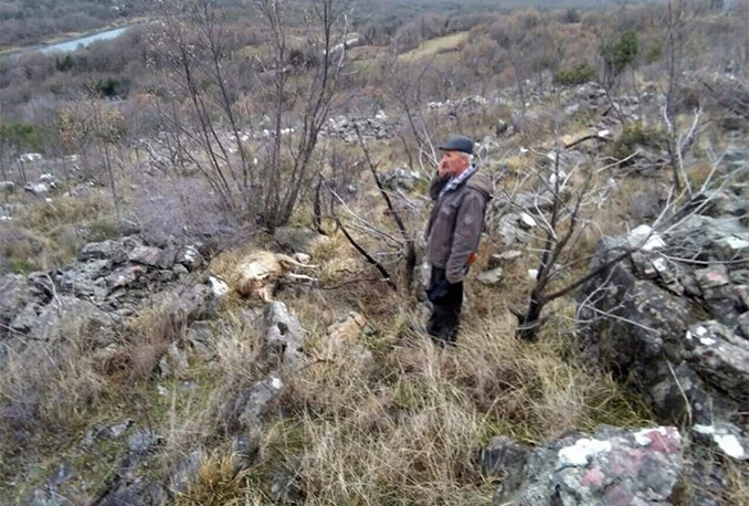 Vukovi zaklali 18 ovaca