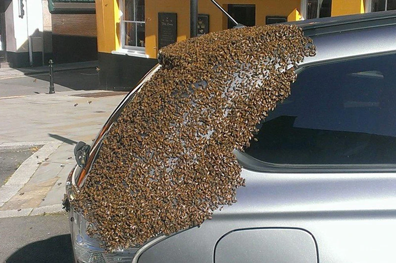 20 tisuća pčela pratile je puna dva dana