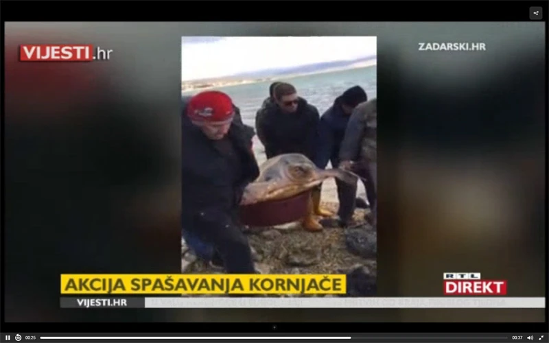 More kraj Zadra izbacilo kornjaču od 150 kilograma! 