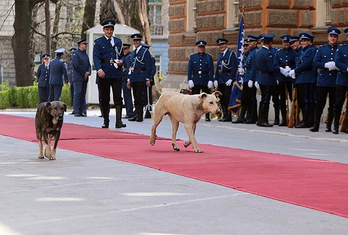 Grad kriv i plaća za 57 ugriza pasa-lutalica