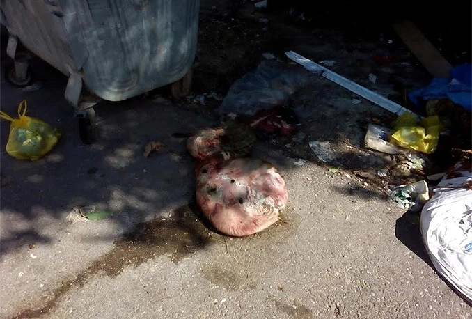 EU pomaže BiH da uspostavi sustav za uklanjanje animalnog otpada