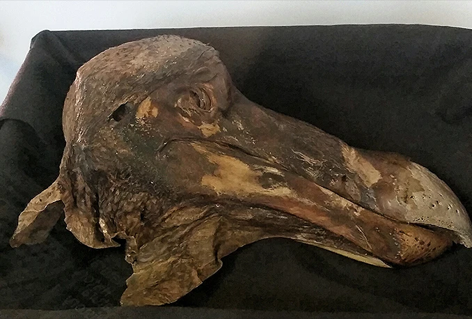 Kostur ptice dodo prodan za 405.000 eura