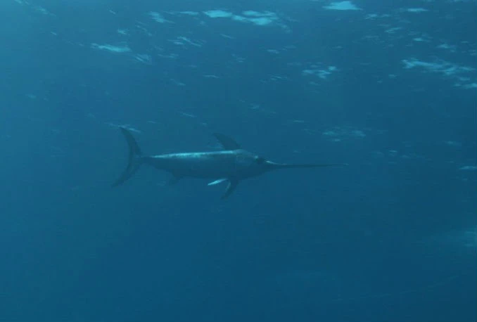 Mediteranska sabljarka na rubu propasti