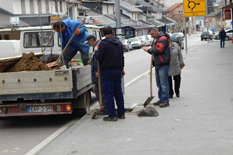 U Prozoru posađeni drvoredi
