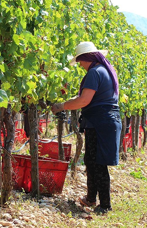 Neum domaćin međunarodnog susreta vinogradara i vinara Sabatina 2016.