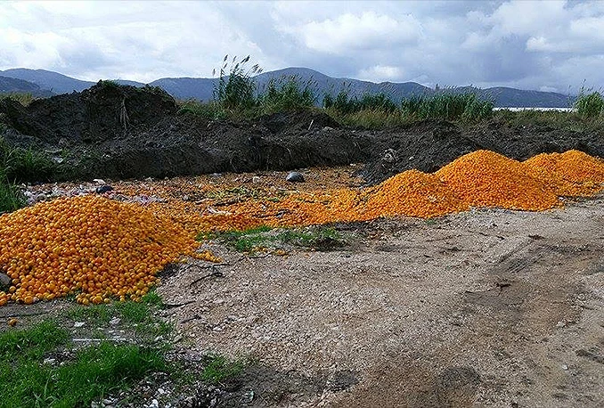 Brdo odbačenih mandarina u neretvanskoj dolini šokiralo javnost