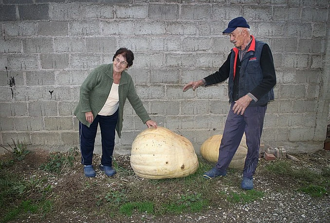 Uzgojili bundevu od 103 kilograma