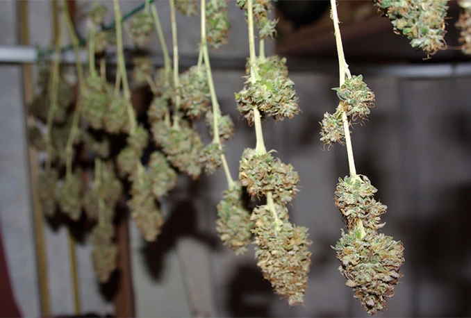 VIDEO | Legalizacija kanabisa: Tračak nade