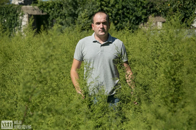 Petar Mihić iz Ljubinja prvi u Hercegovini proizvodi slatki pelin