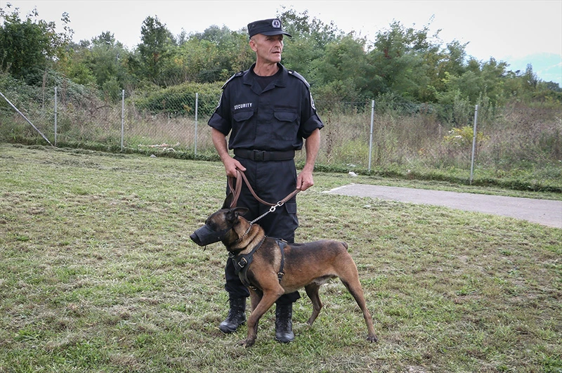 Belgijski ovčar Astor razumije naredbe na tri jezika