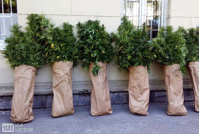 Kod Trebinja otkrivena plantaža indijske konoplje
