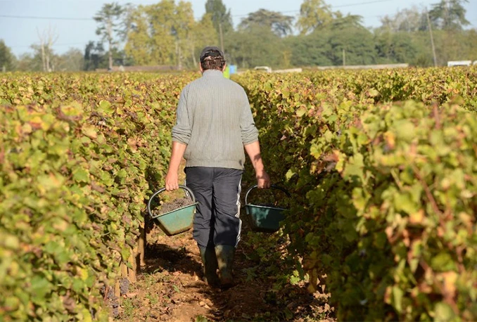 Buna: Napao ga u vinogradu