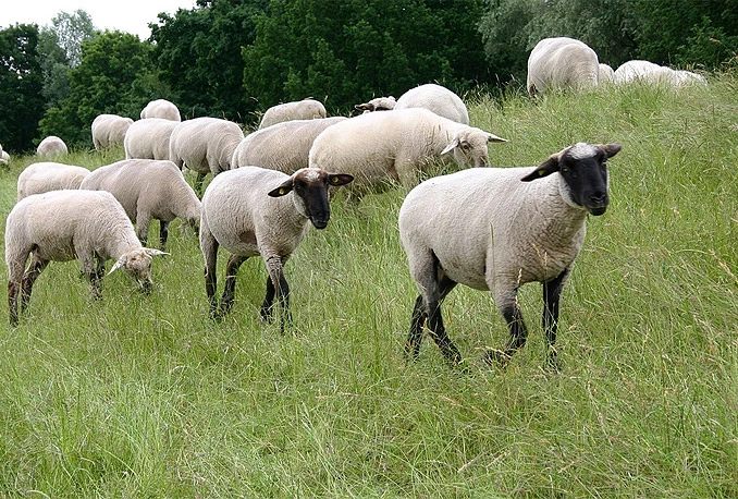 Nevesinje: Stotinjak ovaca uginulo od bolesti ''plavog jezika''