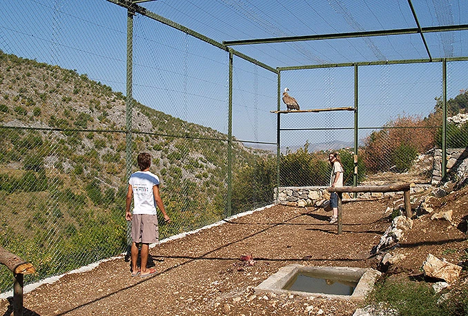 Znate li koji lešinari žive u Hercegovini?