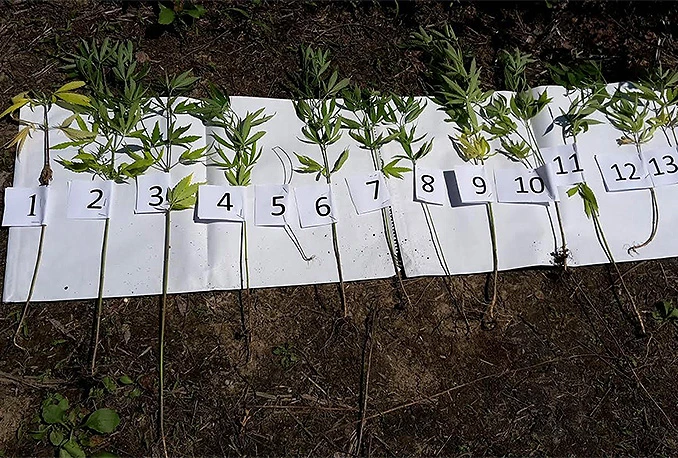 Plantaža marihuane na krovu zgrade usred grada