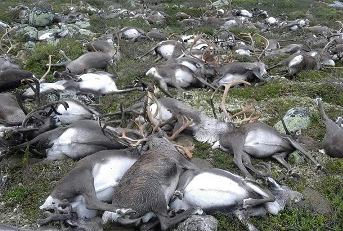 Norveška: Munja udarila u planinu i ubila 300 sobova