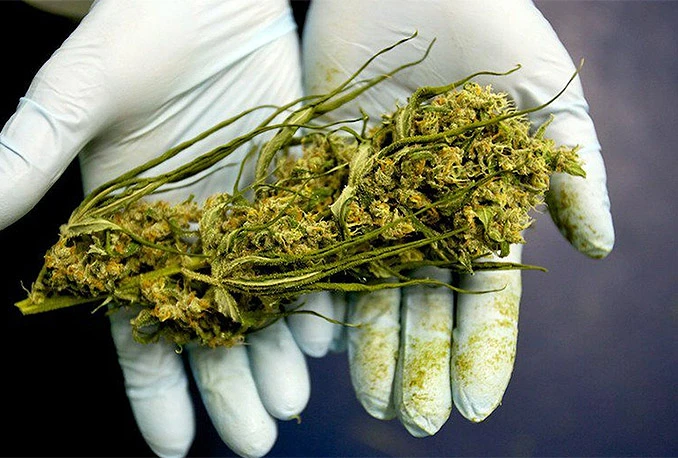 Policija otkrila plantažu kanabisa