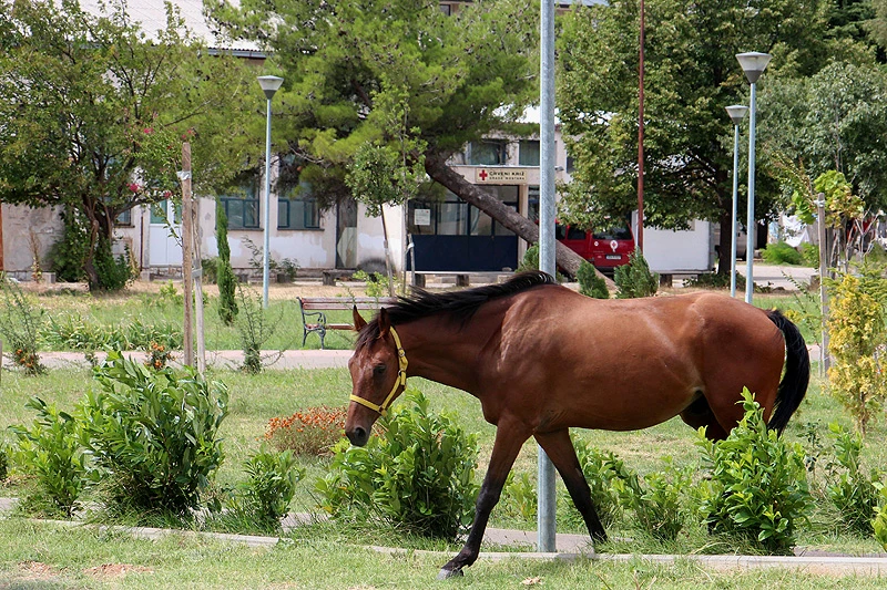 Konj bez jahača galopira Sjevernim logorom