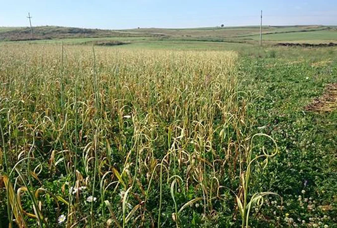 Na području Kupresa nikla prva plantaža bijelog luka