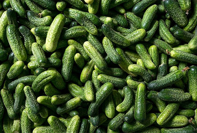 Proizvođači kornišona ponovno zatražili pomoć države