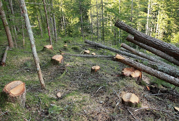 Krađa šume u Prozoru