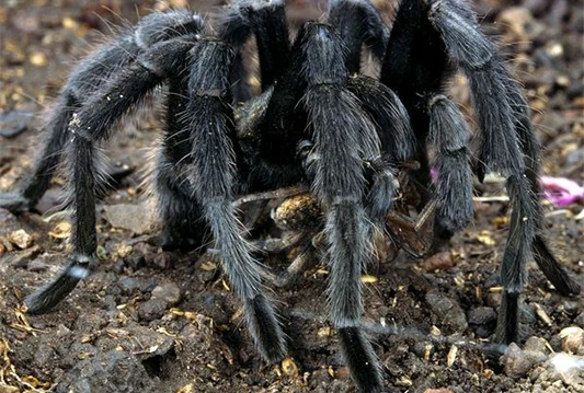 Uzgojili rijetke tarantule u zoološkom vrtu
