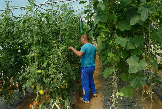 Osuđenici u Busovači proizvode zdravu hranu za zatvorsku kuhinju