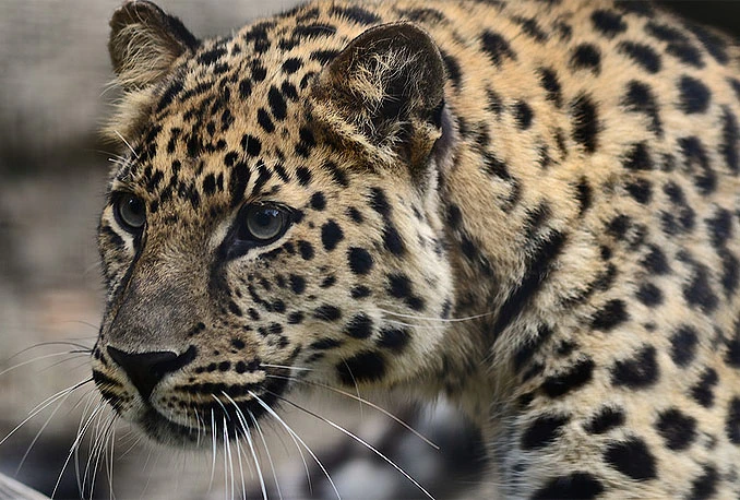Molim vas jednu dvokrevetnu, bez leoparda