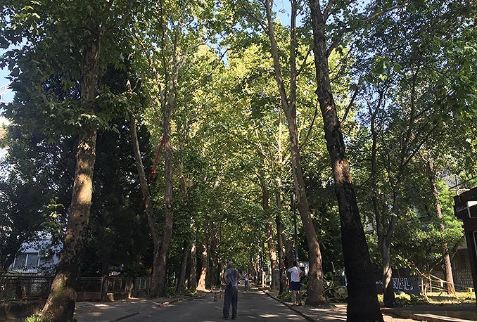 Radno jutro u Mostaru: Uređuju se krošnje stabala