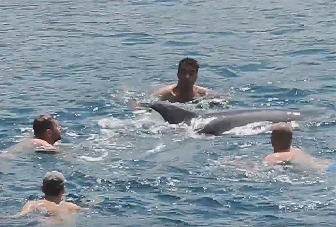 Neum: Dupin ljubio kupače na neumskoj plaži