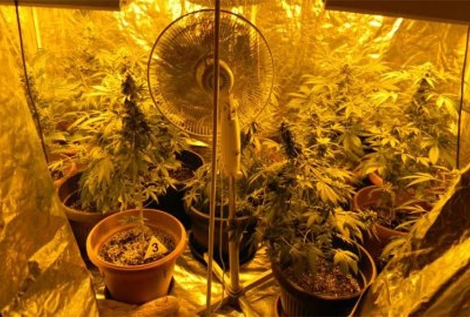 Djedica pred sudom: Marihuana je lijek nad lijekom