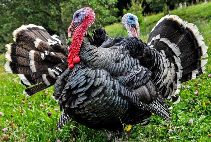 EU zaštitila 'Zagorskog purana'