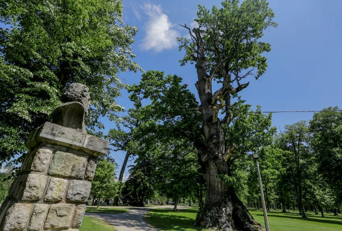 Hrast star 600 godina čuva ljubavne tajne 