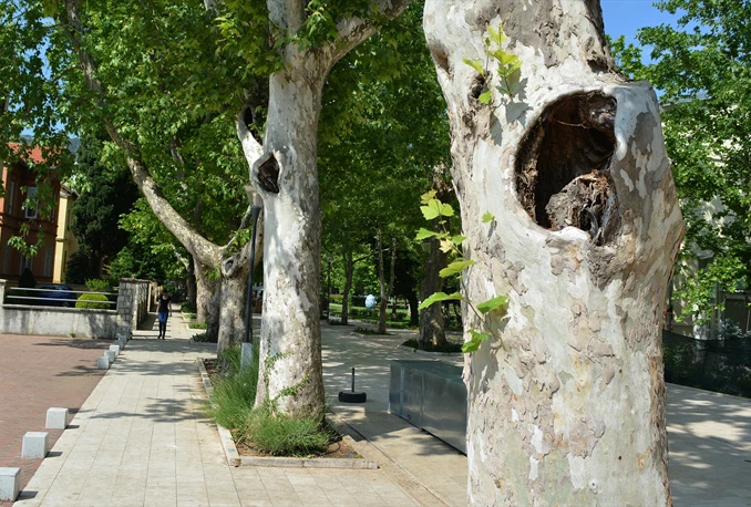 Mostarski platani postali legla šišmiša i izvor zaraze za stabla