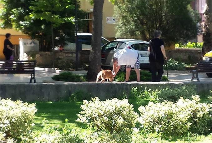Mostar: Pred očima djece pit bull davio malog psa!