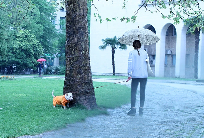 Sranja u Mostaru: Kako s vlasnicima pasa, a kako s ljudima?