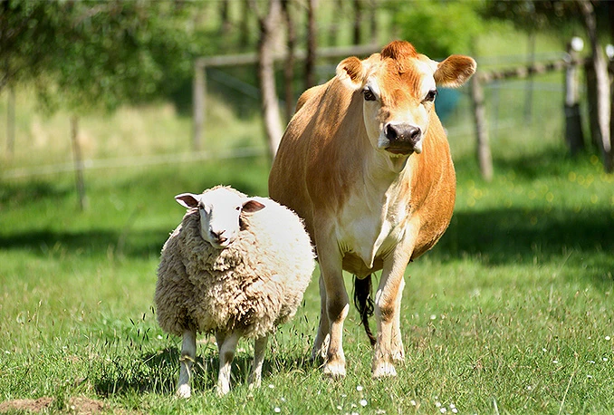 Za veterinarstvo odobreno 2,5 milijuna KM