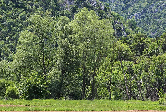 Uspostava Informacijskog sustava za upravljanje šumama strateški važna u FBiH
