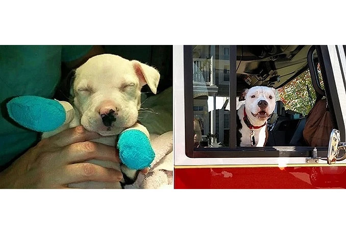  Pit bull spašen iz požara postao počasni vatrogasac