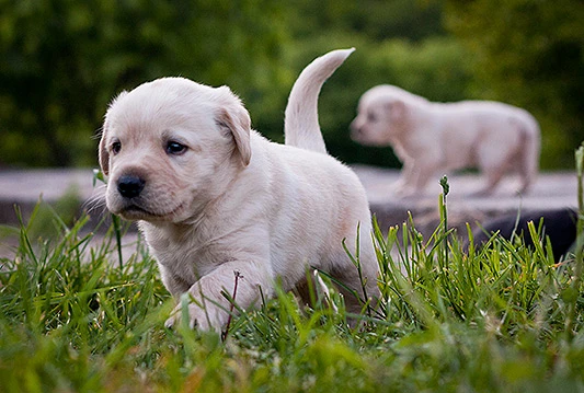 Labrador retriver i dalje broj jedan u Americi