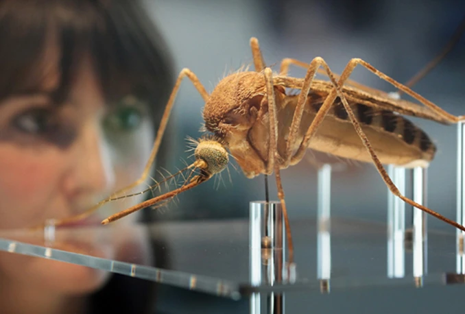 Za zaustavljanje virusa zika potrebni genetski modificirani komarci