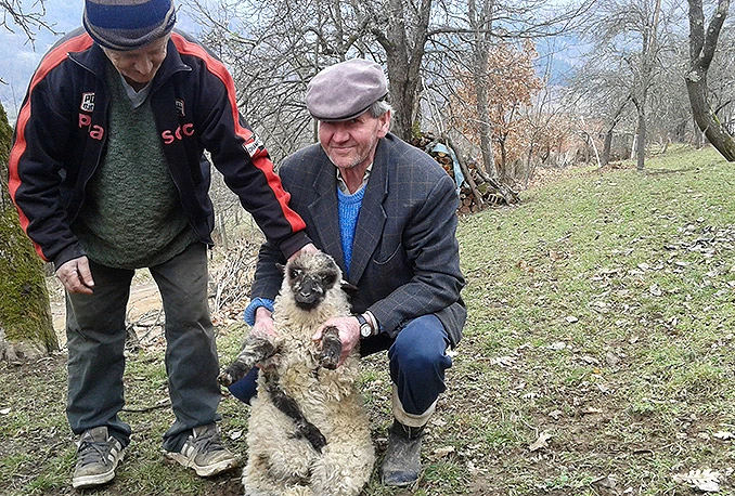 Neobična prinova: Janje s pet nogu