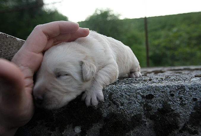 Dog Trust otvara centar za obuku pasa