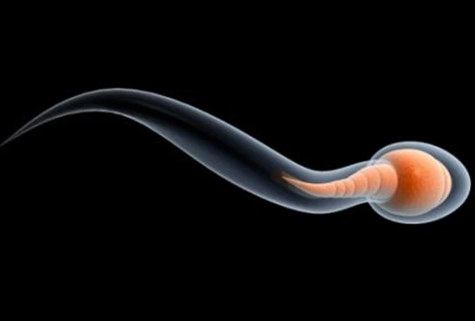Nova metoda oplodnje: Testirani roboti za navođenje spermatozoida