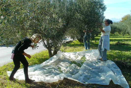 Maslinarstvo u Hercegovini: Treba puno truda da bi masline rodile