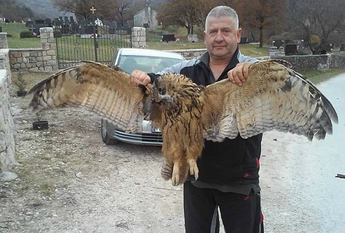 Hercegovac pronašao kapitalan primjerak sove ušare