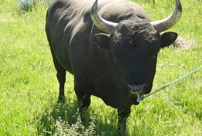 Na dar dva bika od tvrde plastike